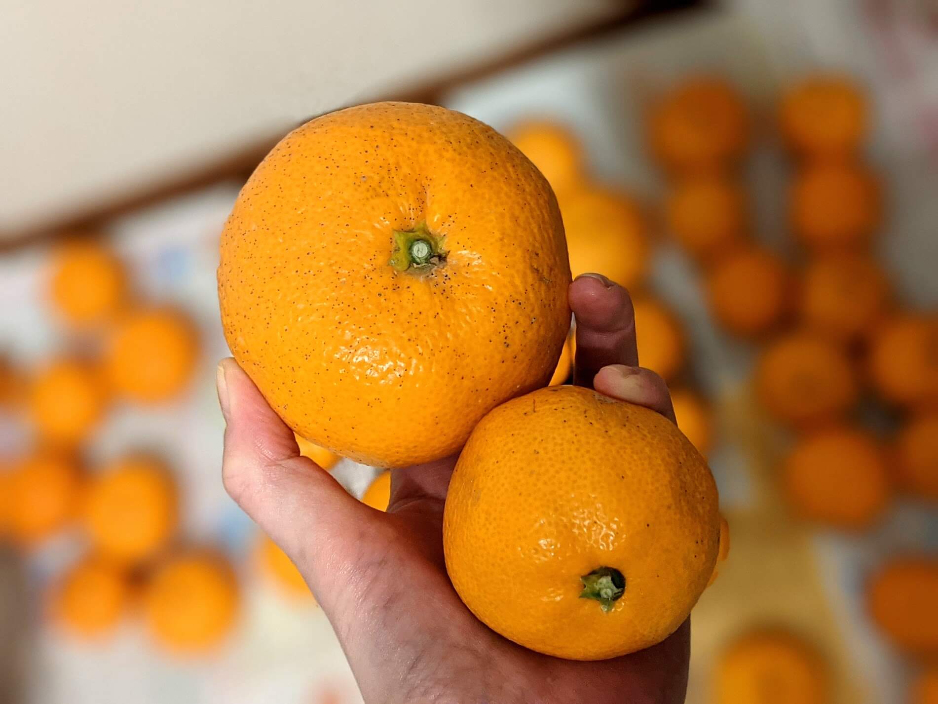 有田みかん 大きさ